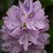 Waterhyacinth (Pontederia crassipes)
