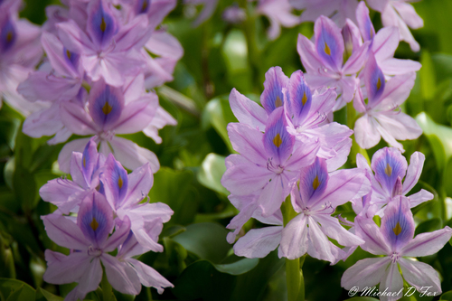 Waterhyacinth (Pontederia crassipes)