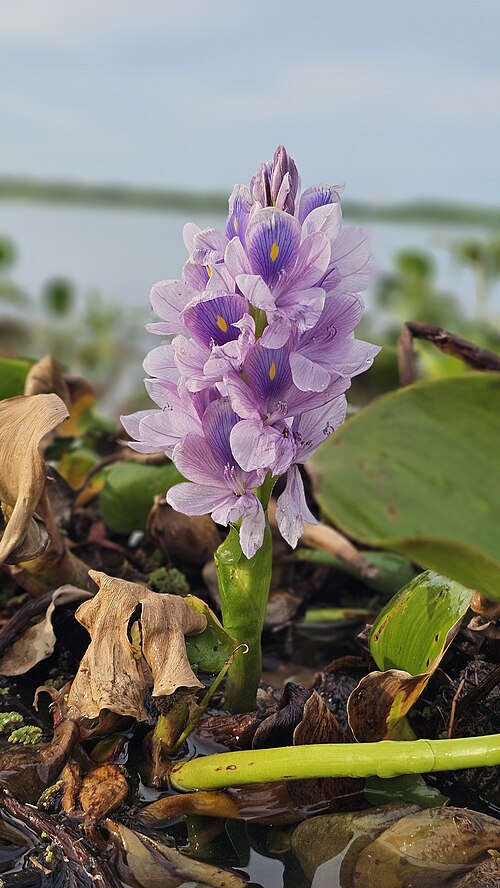 Waterhyacinth: jacinto de agua (Eichhornia crassipes), también conocido comúnmente como lirio acuático o camalote.