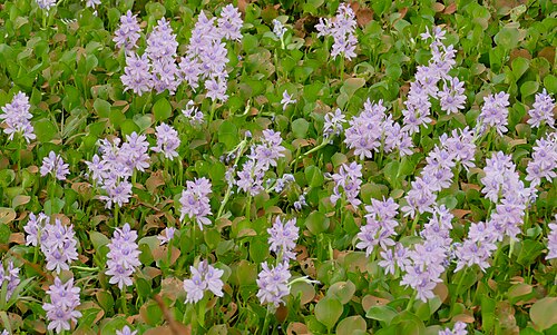 Waterhyacinth: Pontederia crassipes in native habitat, Transpantaneira, Poconé, Mato Grosso, BRAZIL