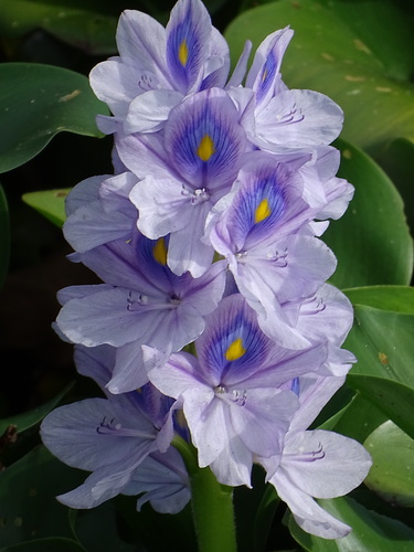 Waterhyacinth (Pontederia crassipes)