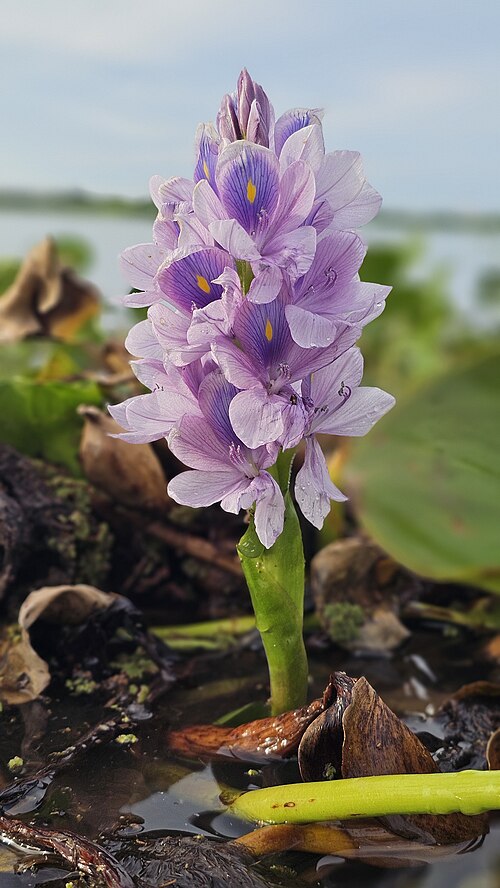 Waterhyacinth: jacinto de agua (Eichhornia crassipes), también conocido comúnmente como lirio acuático o camalote.