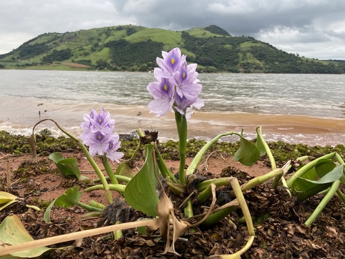Waterhyacinth (Pontederia crassipes)