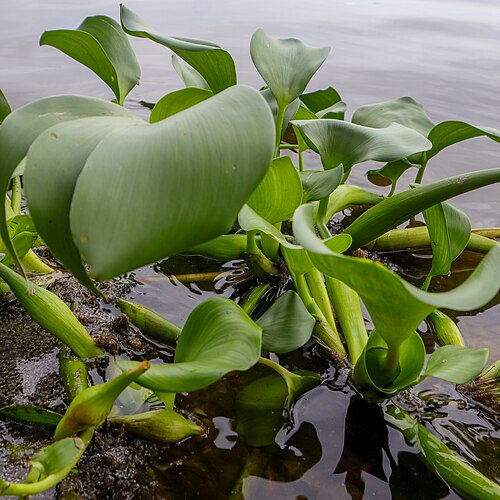 Waterhyacinth: Eichhornia crassipes