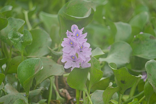 Waterhyacinth (Pontederia crassipes)