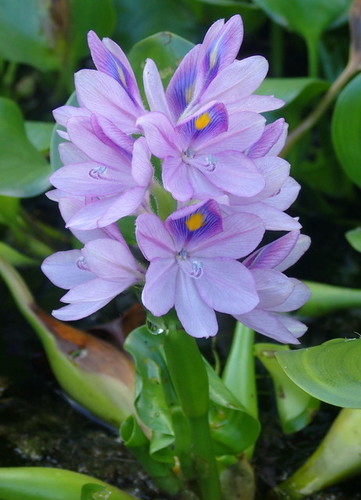 Waterhyacinth (Pontederia crassipes)
