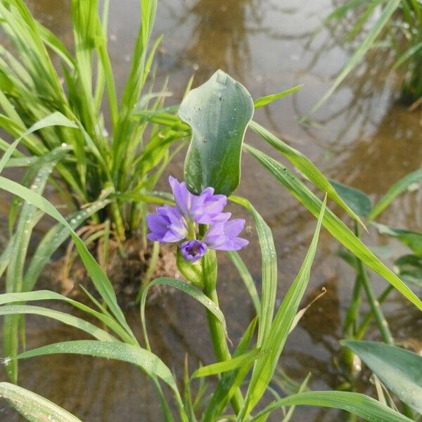 Heartshape false pickerelweed (Pontederia vaginalis)