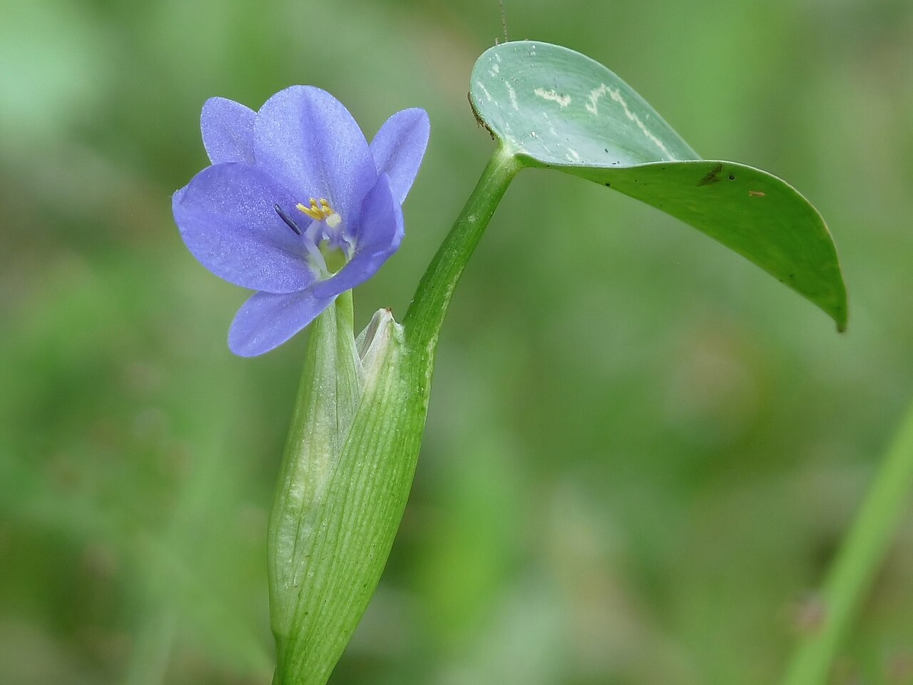Heartshape false pickerelweed: Monochoria vaginalis is a species of flowering plant in the Water hyacinth family known by several common names, including Heartleaf false pickerelweed and Oval