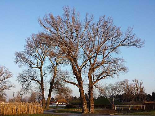 White poplar: Habitus Taxon: two Populus nigra in foreground and two Populus alba left-behind (sensu Fischer et al. EfÖLS 2008 ISBN 978-3-85474-187-9 ) Location: Donaupark, V