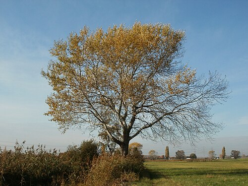 White poplar: Naturschutzgebiet Bachwiesen/Leopoldswiesen