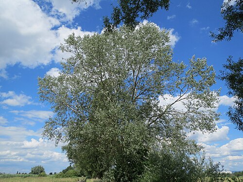 White poplar: Silberpappel ( Populus alba ) im Landschaftsschutzgebiet Hockenheimer Rheinbogen