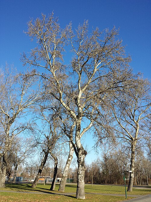 White poplar: Habitus Taxon: Populus alba (sensu Fischer et al. EfÖLS 2008 ISBN 978-3-85474-187-9 ) Location: Donaupark, Vienna-Donaustadt - ca. 160 m a.s.l. Habitat: park, b