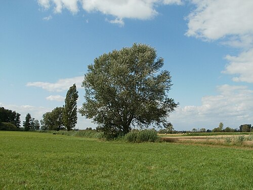 White poplar: Naturschutzgebiet Bachwiesen/Leopoldswiesen