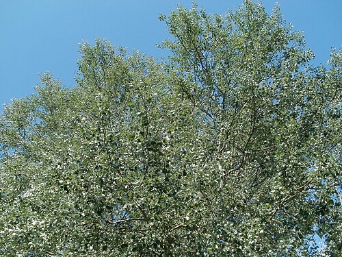 White poplar: Silberpappel ( Populus alba ) im Naturschutzgebiet Bachwiesen/Leopoldswiesen