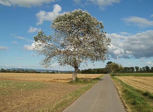 White poplar: Silberpappel ( Populus alba ) im Hockenheimer Rheinbogen