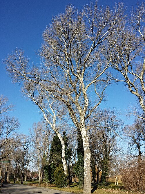 White poplar: Habitus Taxon: Populus alba (sensu Fischer et al. EfÖLS 2008 ISBN 978-3-85474-187-9 ) Location: Donaupark, Vienna-Donaustadt - ca. 160 m a.s.l. Habitat: park, b