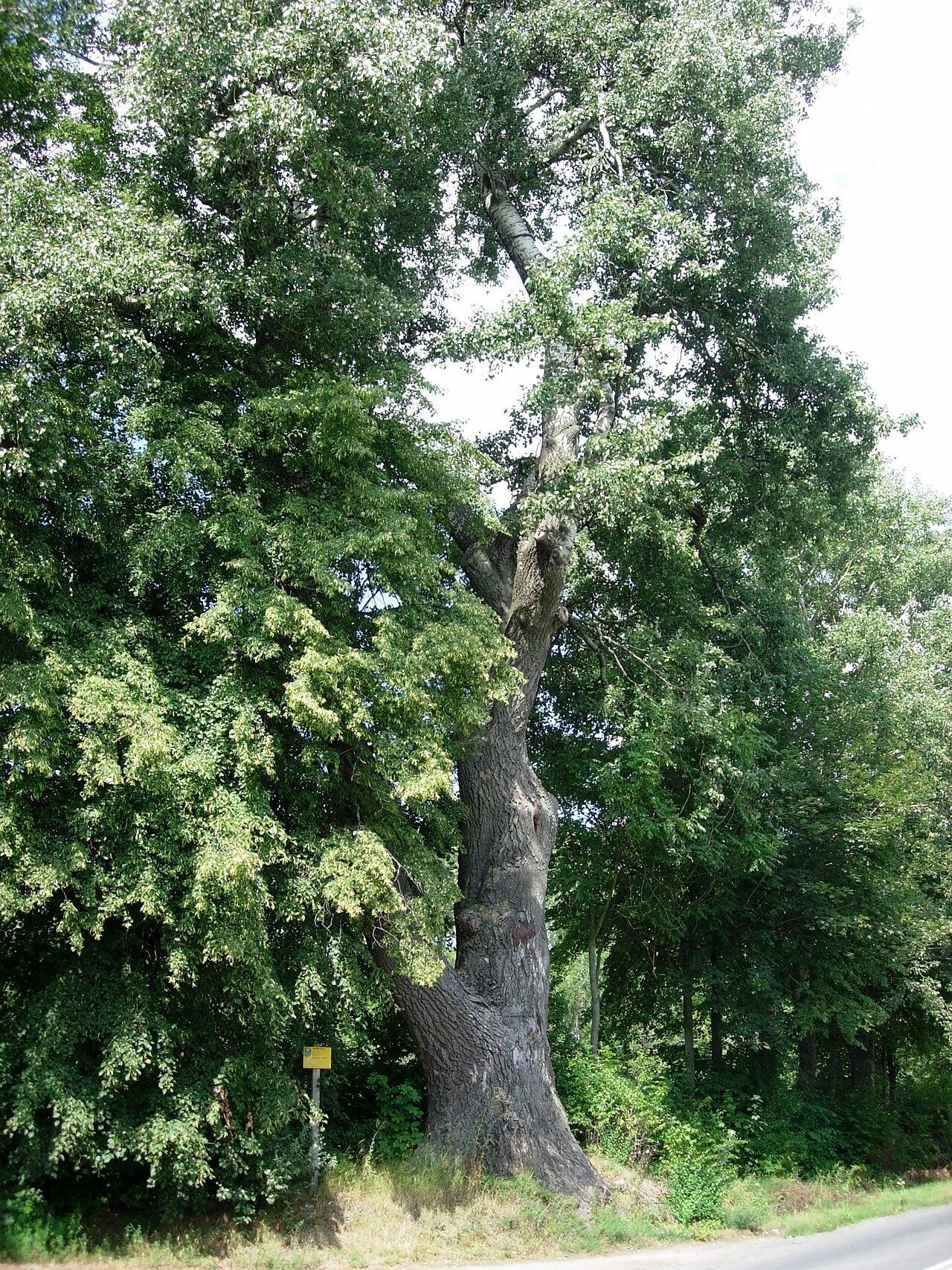 White poplar: Two hundred years old White Poplar ( Populus alba ) in Czajęcice, Poland