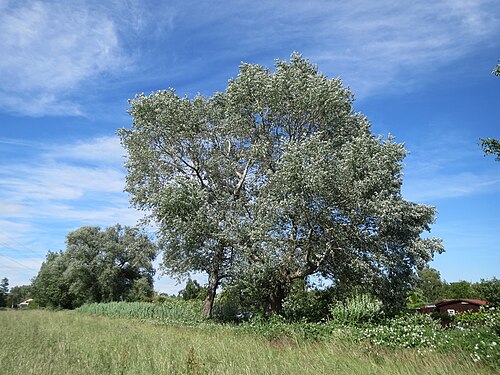 White poplar: Silberpappel ( Populus alba ) im Landschaftsschutzgebiet Hockenheimer Rheinbogen
