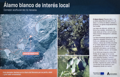 White poplar: Cartel del Álamo blanco ( Populus alba ) de interés local de Alcalá de Henares ( Comunidad de Madrid - España ). Situado en el Corredor Ecofluvial del río Henar