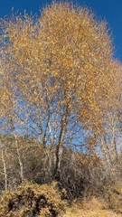 Narrowleaf cottonwood (Populus angustifolia)