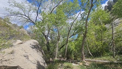 Narrowleaf cottonwood (Populus angustifolia)
