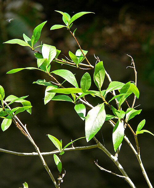 Narrowleaf cottonwood: Photo of Populus angustifolia at the Regional Parks Botanic Garden , Berkeley, California