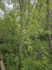 Narrowleaf cottonwood (Populus angustifolia)