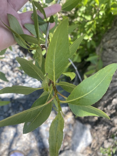 Narrowleaf cottonwood (Populus angustifolia)