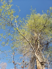 Narrowleaf cottonwood (Populus angustifolia)