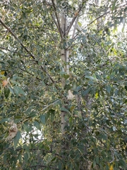 Narrowleaf cottonwood (Populus angustifolia)