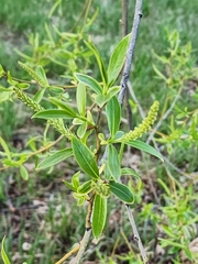 Narrowleaf cottonwood (Populus angustifolia)