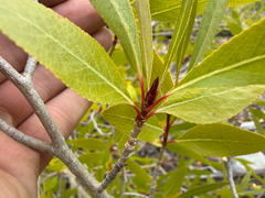 Narrowleaf cottonwood (Populus angustifolia)