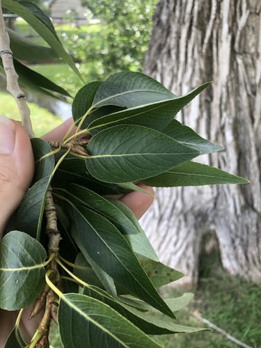 Narrowleaf cottonwood (Populus angustifolia)