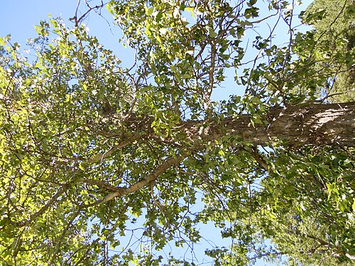 Balsam poplar: The browish to grayish bark is furrowed.