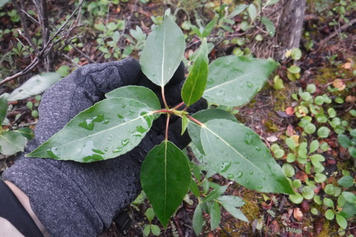 Balsam poplar (Populus balsamifera)