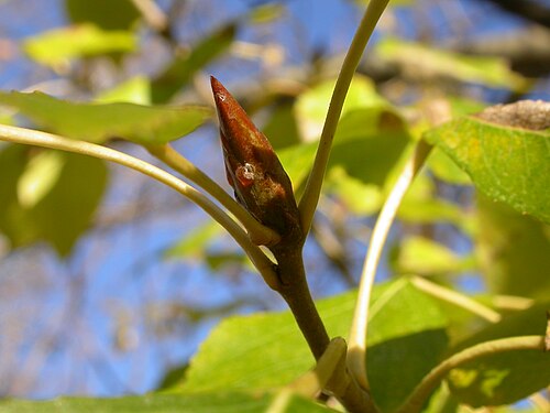 Balsam poplar: The buds of Populus balsamifera]] are large and mostly terminate a branch.