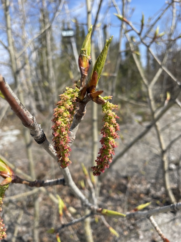 Balsam poplar (Populus balsamifera)