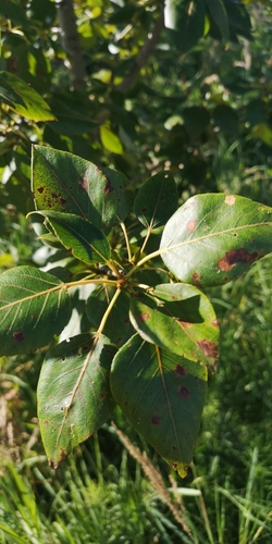 Balsam poplar (Populus balsamifera)