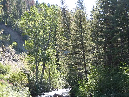 Balsam poplar: Balsam popular is the most common poplar in riparian settings in western Montana