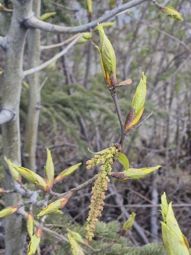 Balsam poplar (Populus balsamifera)