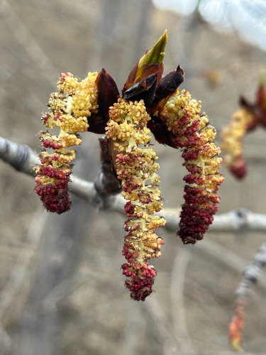 Balsam poplar (Populus balsamifera)