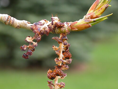 Balsam poplar: The bracts of the catkins are fringed and decidous (note that most of the fringed bracts have abscised), a diagnostic trait of Populus.