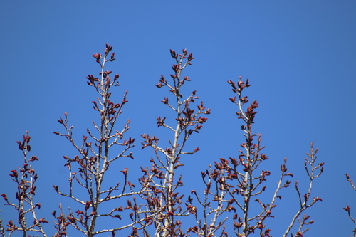 Balsam poplar (Populus balsamifera)