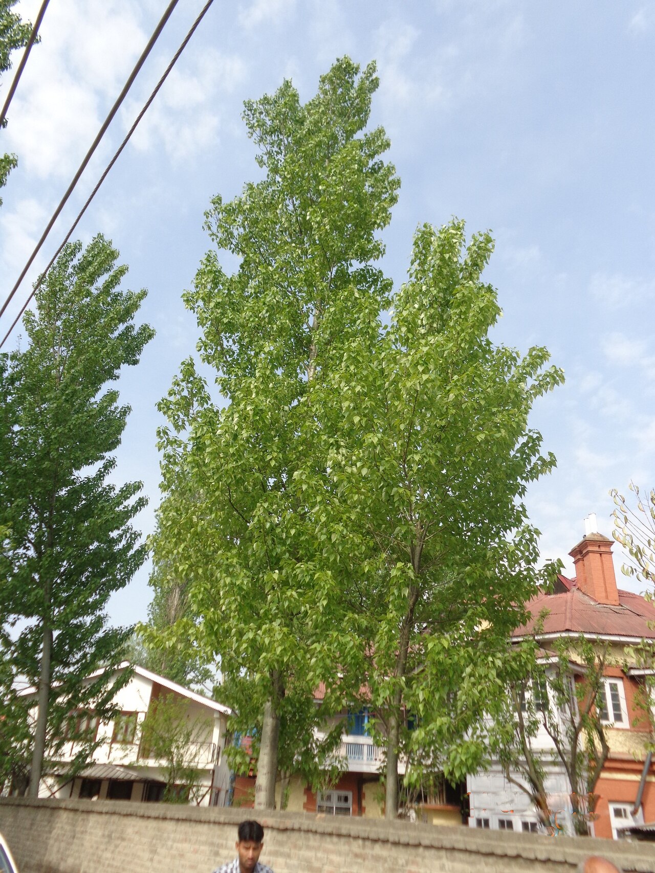 Populus ciliata: സഫേദ ഒരു ദൃശ്യം.