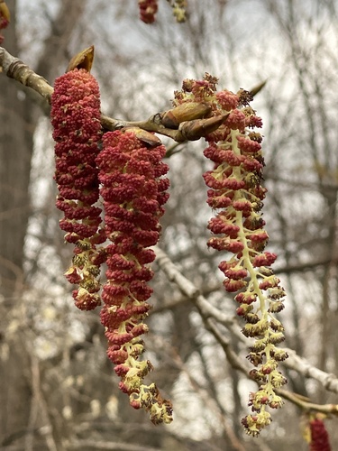 Eastern cottonwood (Populus deltoides)
