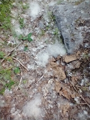 Eastern cottonwood (Populus deltoides)