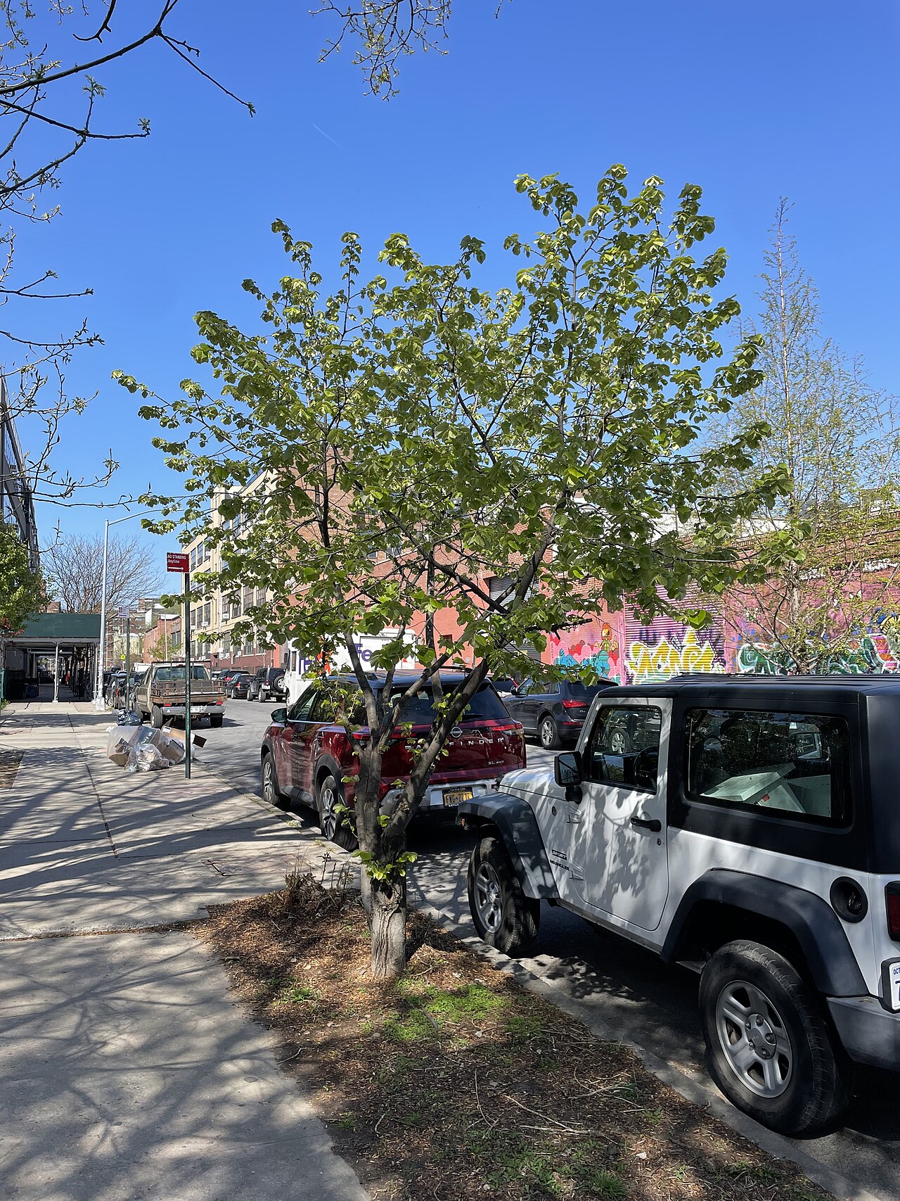 Eastern cottonwood: Eastern Cottonwood Populus deltoides McKibbin Street Brooklyn NYC