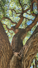 Eastern cottonwood (Populus deltoides)
