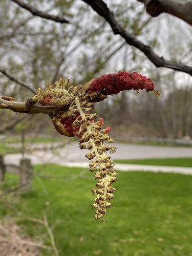 Eastern cottonwood (Populus deltoides)