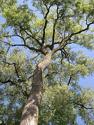 Eastern cottonwood: Eastern Cottonwood